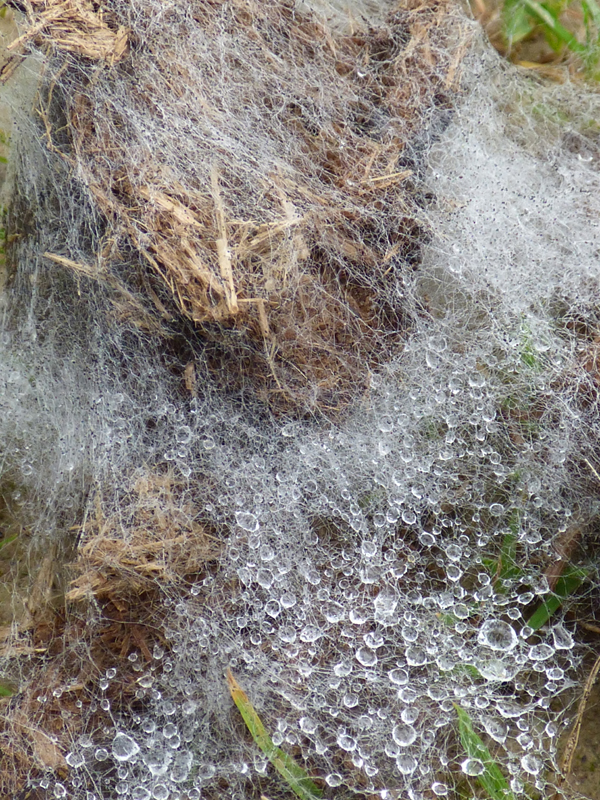 Joli voyage incongru